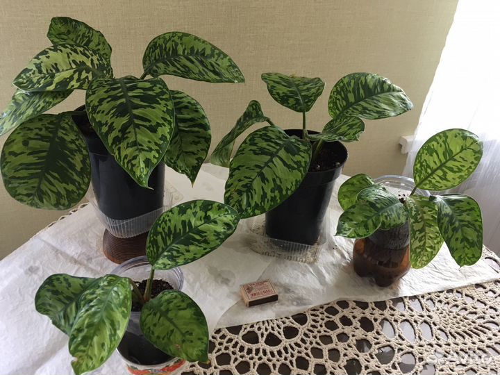 Хомаломена Камуфляж