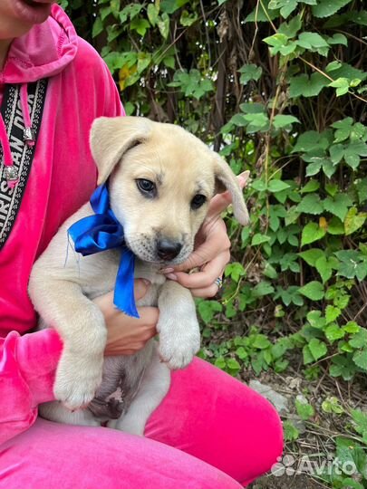 Щенок мальчик