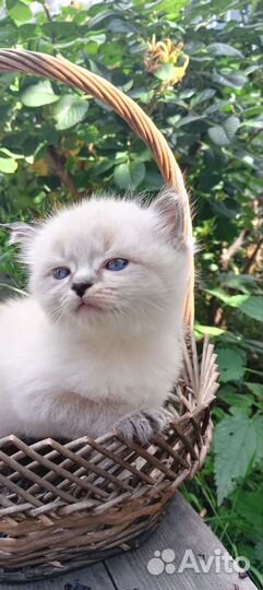 Кошки шотландцы
