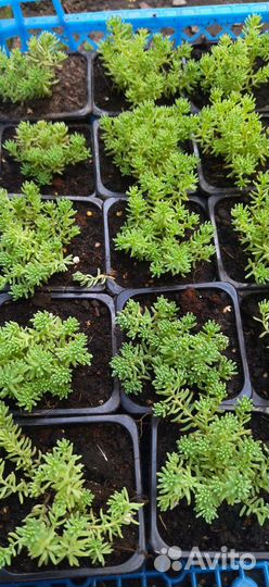 Почвопокровные растения