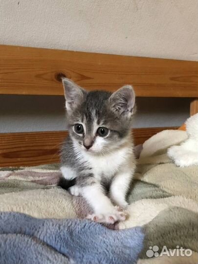 Котенок в добрые руки