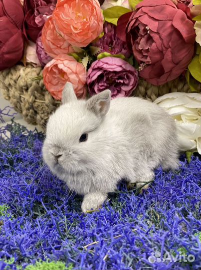 Мини кролики домашние