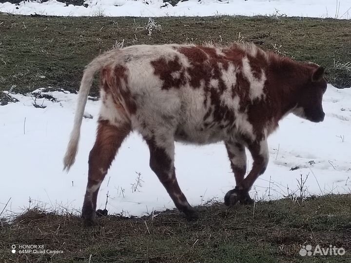 Корова