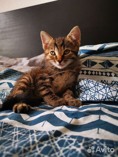 Котёнок в добрые руки бесплатно