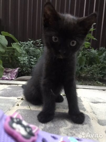 Черный котик бесплатно