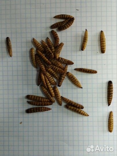 Лакомство для грызунов Черная Львинка сушеная