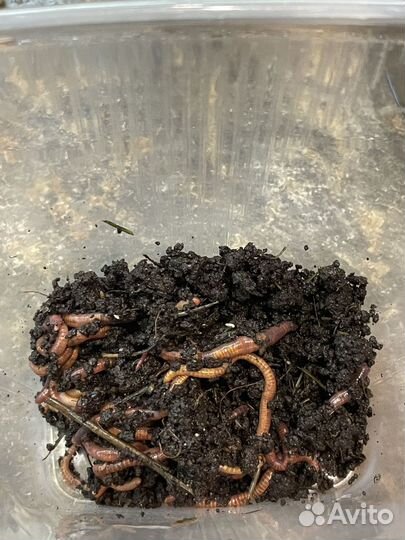 Земляные черви для рыбалки