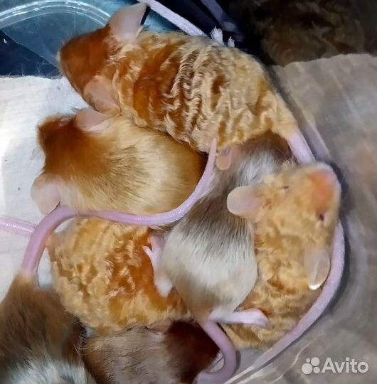 Мышата сатиновые рексовые