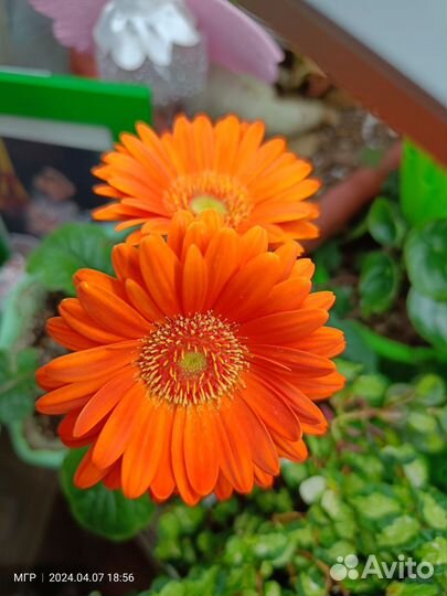 Комнатные растения