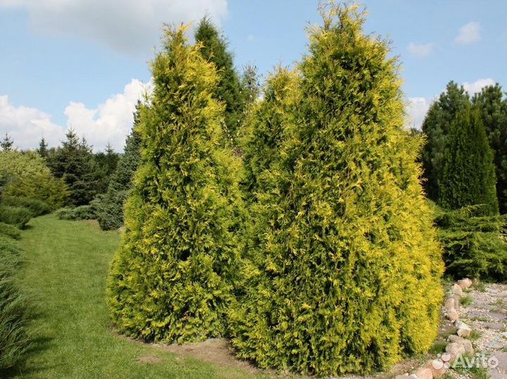 Саженцы хвойных