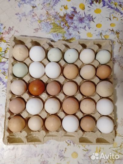 Домашние куриные яйца
