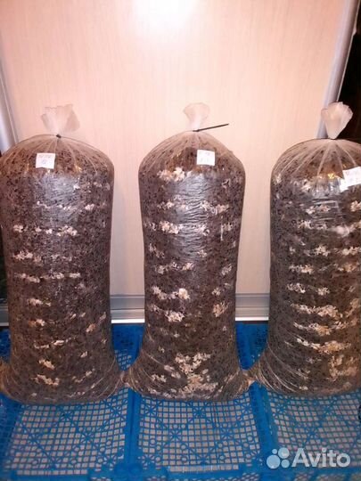 Готовые блоки Вешенки