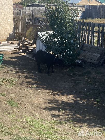 Продам козу