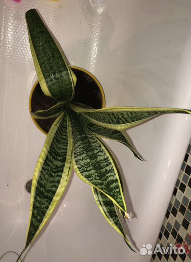 Сансевиерия