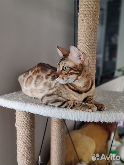 Бенгальская кошка