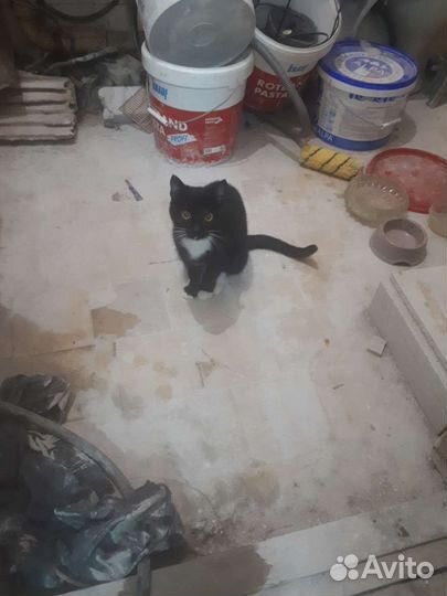 Кошка в дар бесплатно