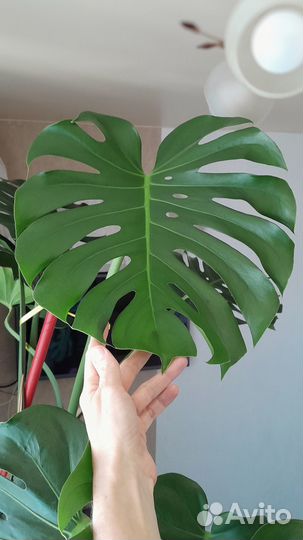 Комнатное растение монстера
