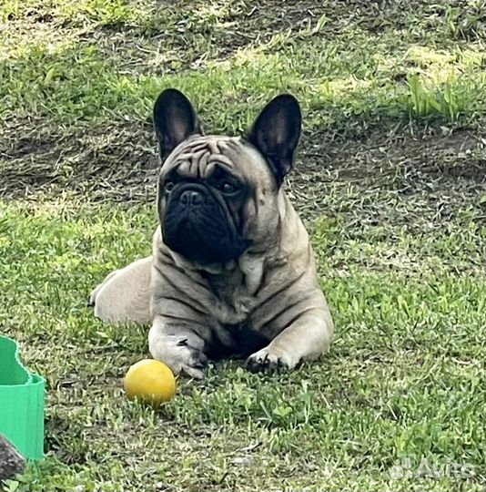 Французский бульдог вязка