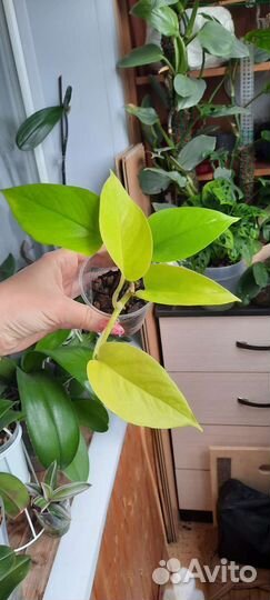 Комнатные растения