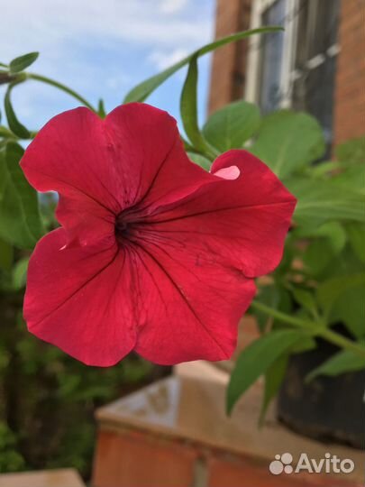 Петуния ампельная рассада