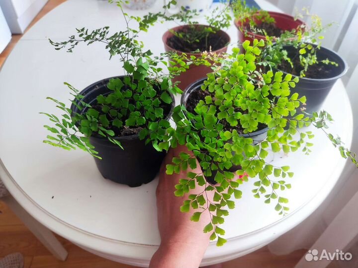 Адиантум венерин волос