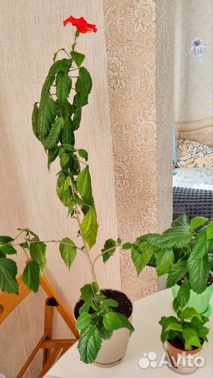 Гибискус китайская роза