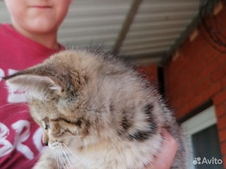 В добрые руки бесплатно