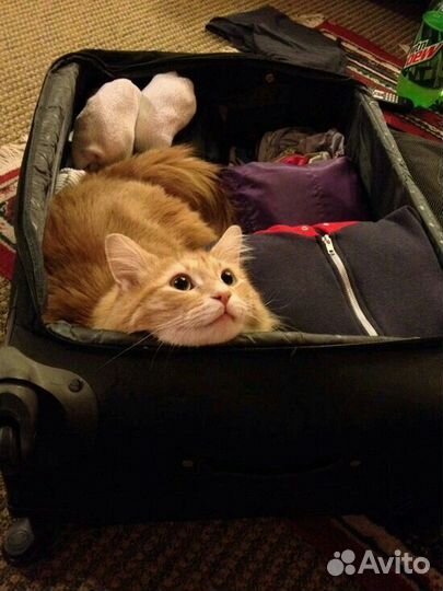 Передержка домашних животных