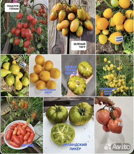 Семена томатов органические, элитные сорта