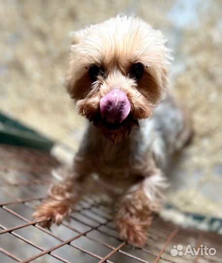 Йорк девочка