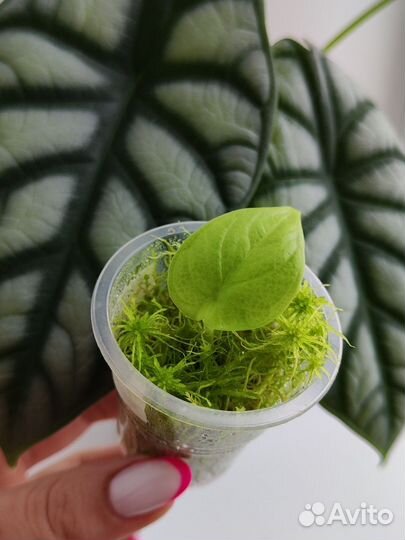 Алоказия Серебряный дракон