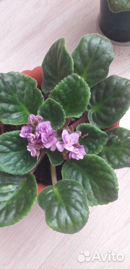 Цветы фиалки