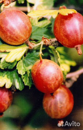 Саженцы крыжовника