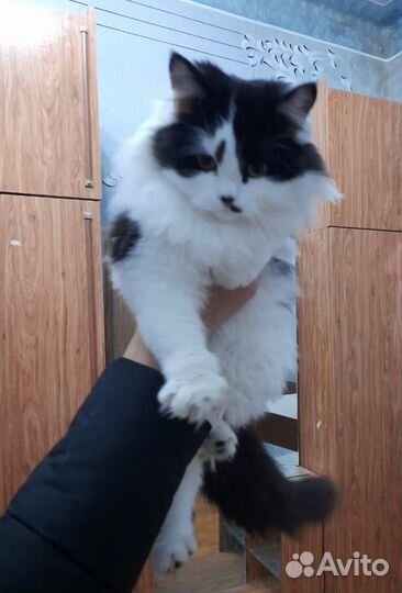 Кошки в добрые руки бесплатно