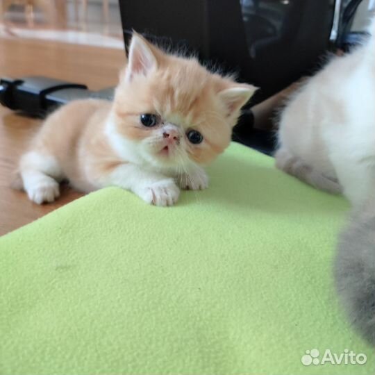 Котята Экзот