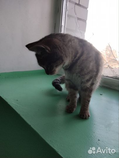 Котенок