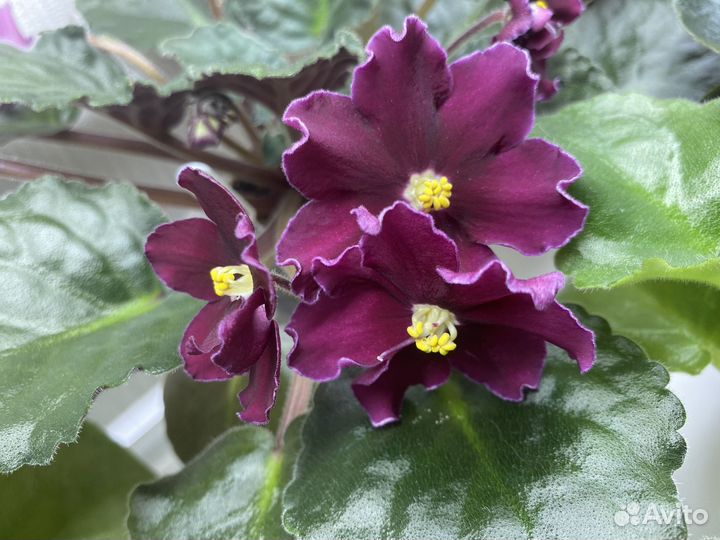 Сортовые фиалки