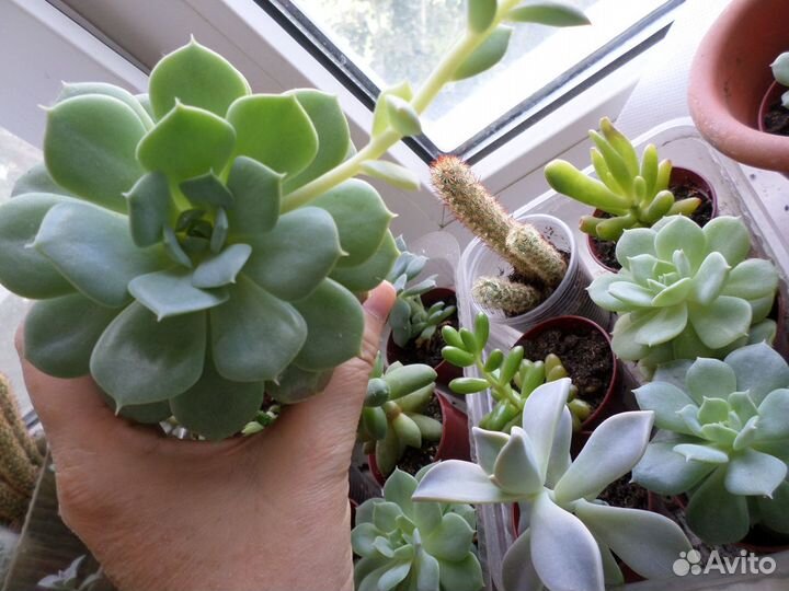 Суккуленты