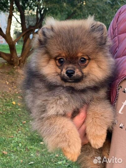 Щенок шпица