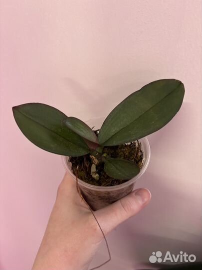 Комнатные домашние растения