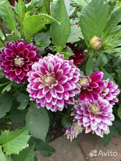 Цветы для букета