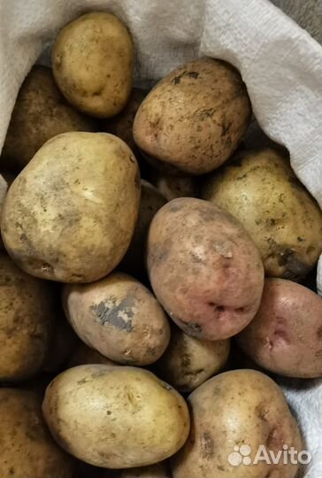 Продам картофель деревенский