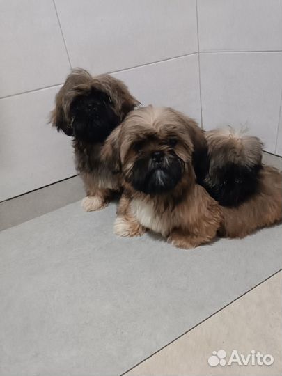 Мальчики. Полностью привиты