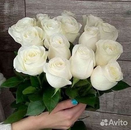 101 роза цветы букеты доставка 25 51 101 роза