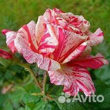 Роза Филателия чайногибридная