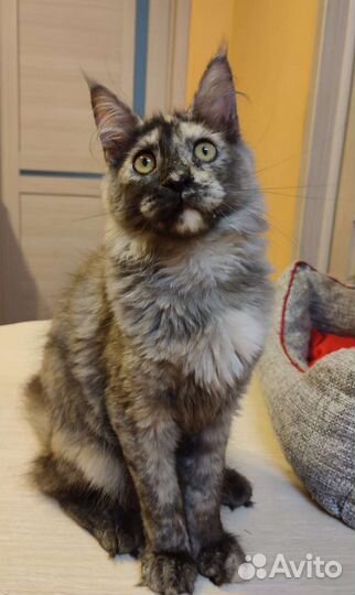 Котята мейн-кун девочки