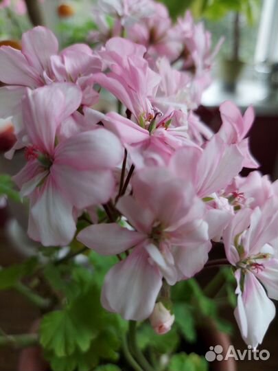 Пеларгония герань,бегония,лантана и др. растения