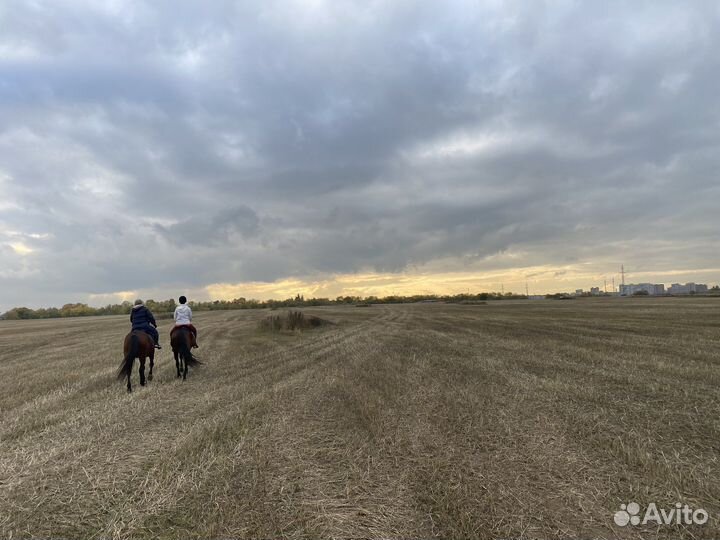 Сдам в поларенды лошадь