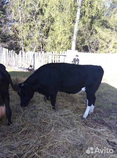 Телка 1.5 года