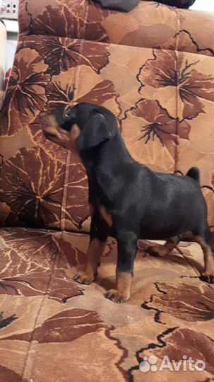 Цвергпинчер